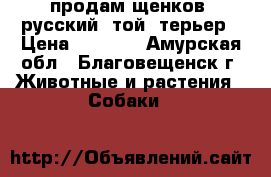 продам щенков  русский  той  терьер › Цена ­ 8 000 - Амурская обл., Благовещенск г. Животные и растения » Собаки   